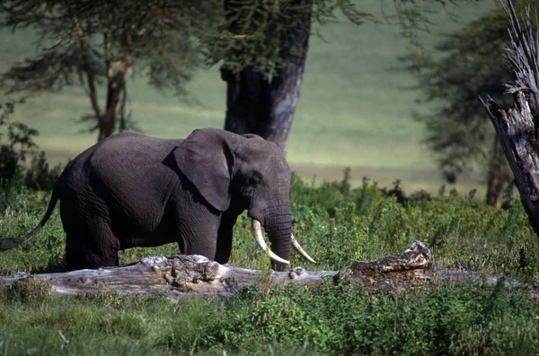Vuxen Elefant Slätten Med Träd — Stockfoto