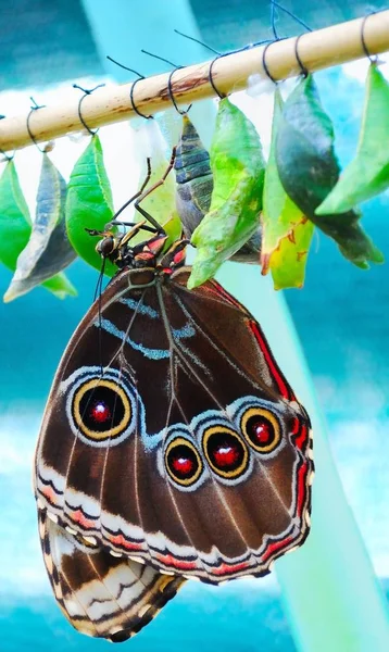 Borboleta Tropical Exótica Fundo Fora Lavado — Fotografia de Stock