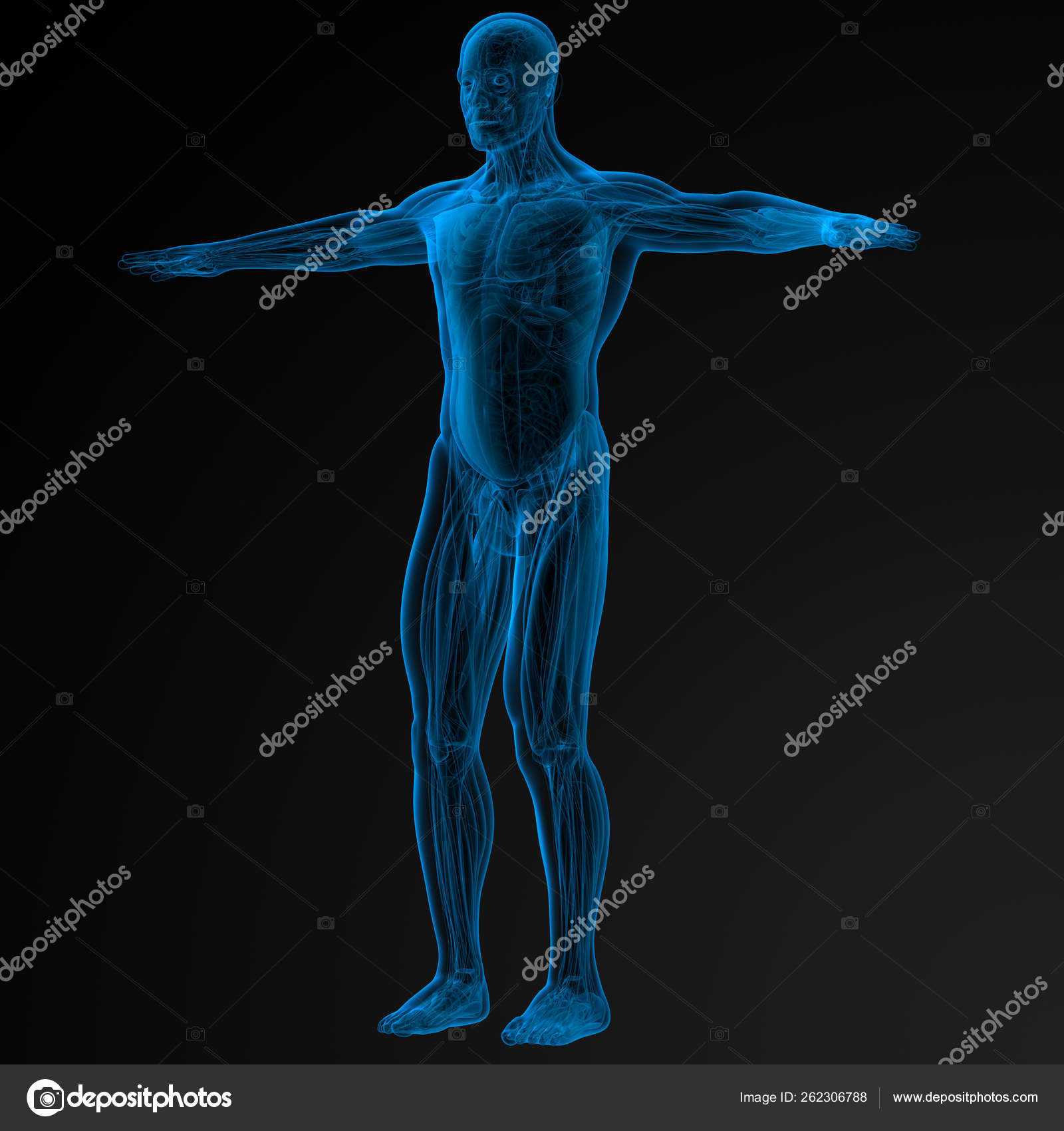 Render Illustration Human Anatomy Side View Stock Photo by ©YAYImages