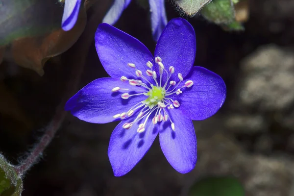 Frühlingsleberblüte Garten — Stockfoto