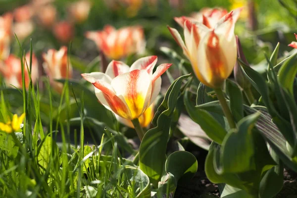 Tulipánok Virágágyásba Egy Parkban Napsütéses Tavaszi Reggelen — Stock Fotó