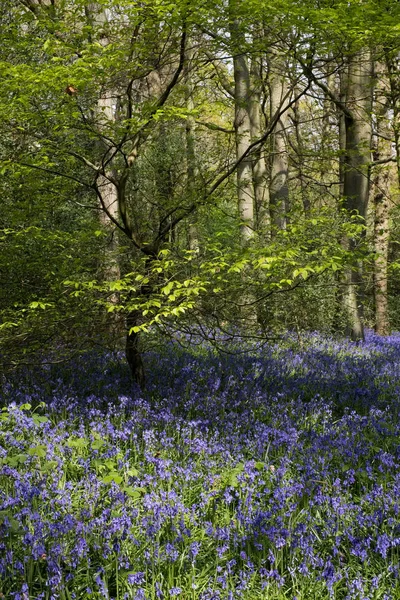 Bluebell Staffhurst Woods Vicino Oxted Surrey — Foto Stock