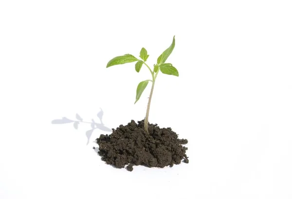 Pequeña Planta Verde Sobre Fondo Blanco — Foto de Stock