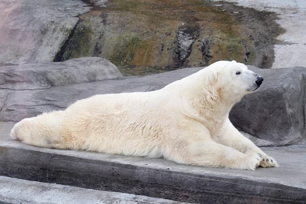 Orso Selvatico Vicino — Foto Stock