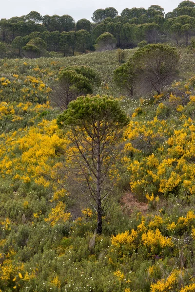 Vista Hermosa Primavera Amarilla Algarve Paisaje Flora — Foto de Stock