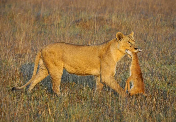 Lioness New Born Antelope Prey Lioness Goes Savanna Bears Killed — Stock Photo, Image