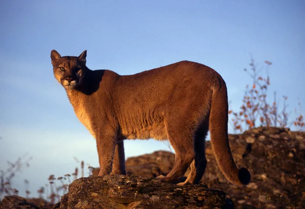 Puma Adulta Encaramada Una Cresta — Foto de Stock