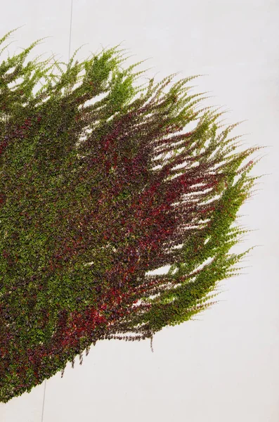 クリーパーは登る白い背景に隔離された植物 — ストック写真
