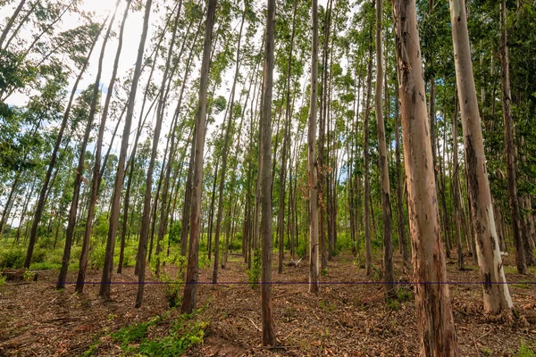 Eucalyptus Tree Sky — Stock Photo, Image