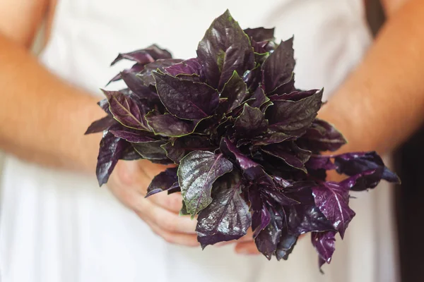 a bunch of fresh purple basil in hand, close-up.