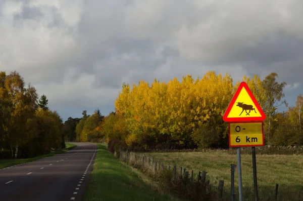 Дорожный Знак Предупреждением Лося Дороге Красочных Осенних Цветах — стоковое фото