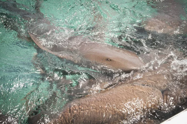 Gris Tiburones Nodriza Alimentándose Mar Caribe Belice — Foto de Stock