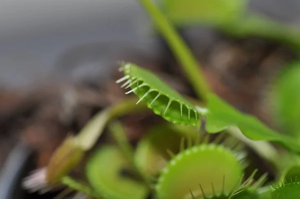 Plantes Différentes Mise Point Sélective — Photo