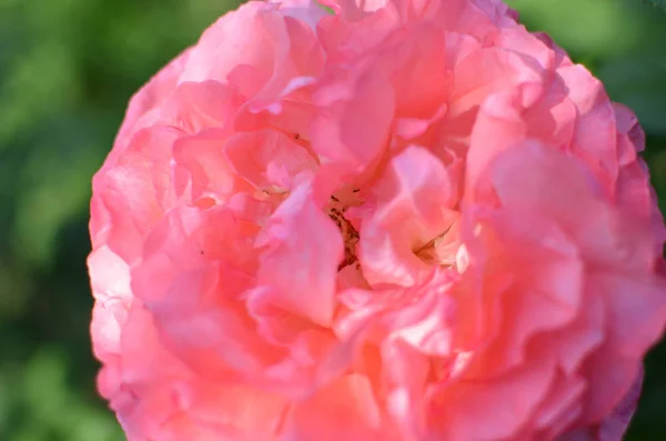 在花园有背景的粉红色玫瑰花 — 图库照片