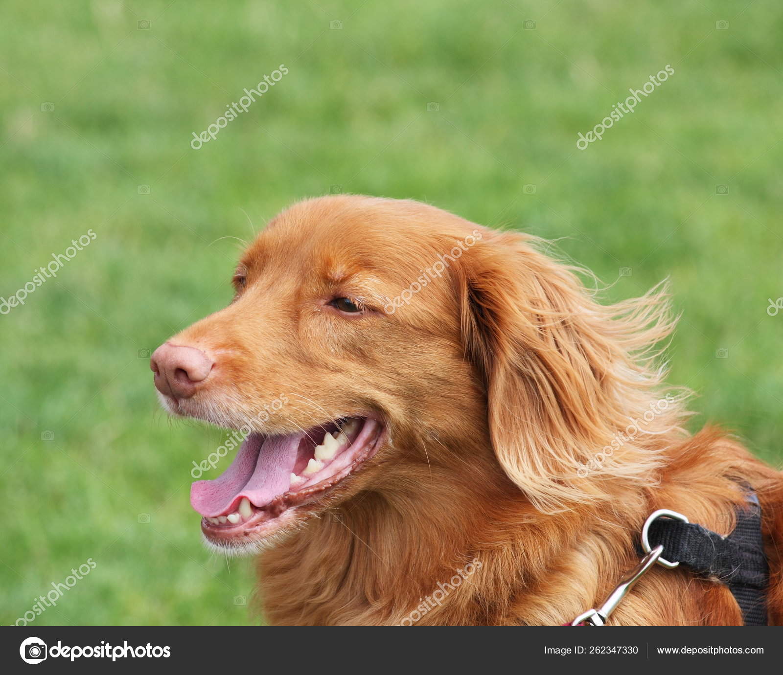 Portrait Happy Retriever Smiling Showing His Beautiful Clean Teeth Stock Photo Image By C Yayimages 262347330