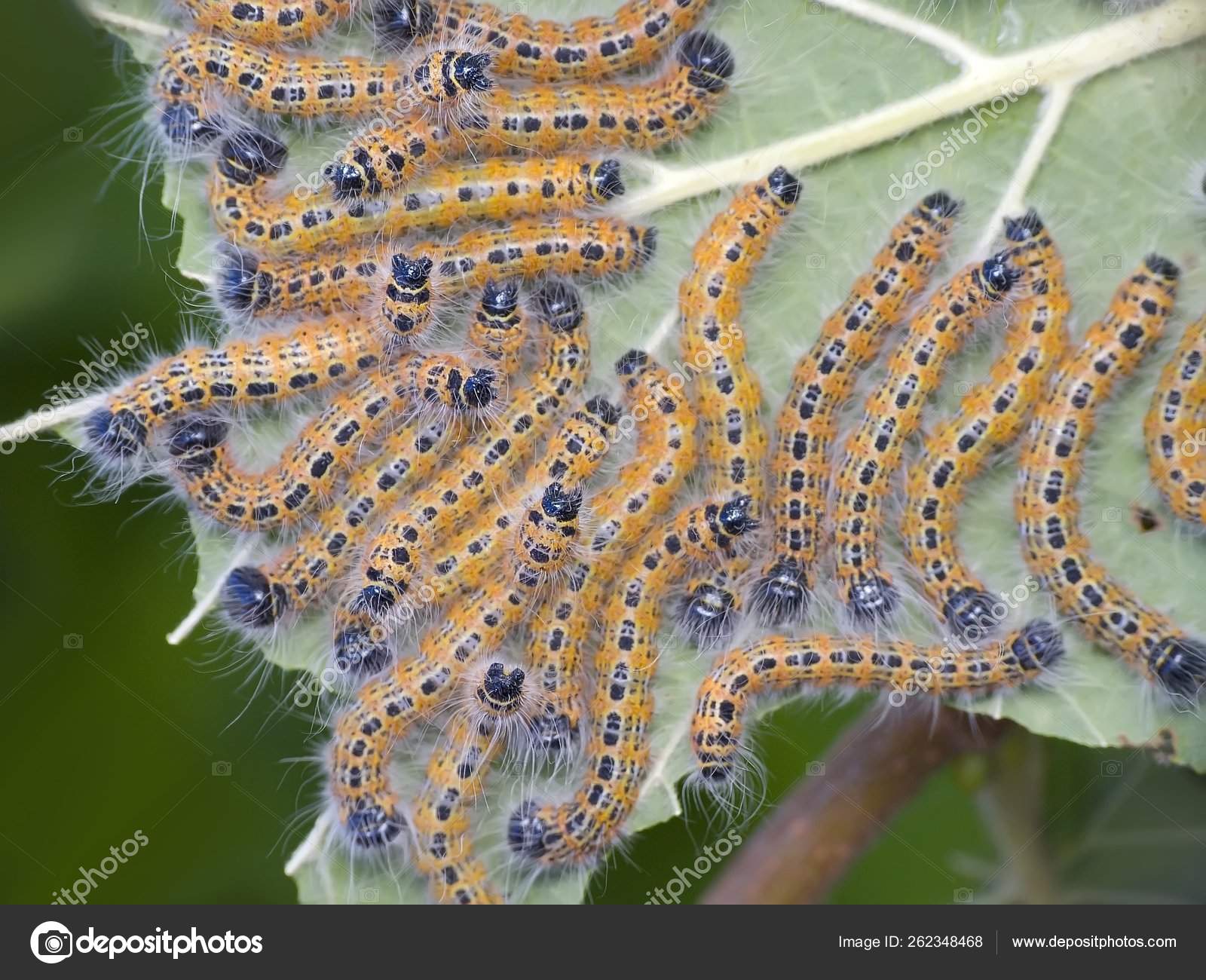 Caterpillars Butterflies Pests Our Gardens Stock Photo by ©YAYImages