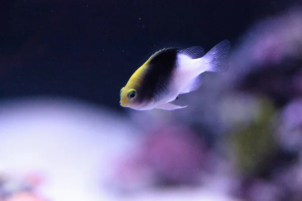 Fiji Yellow Head Damsel Chrysiptera Rollandi Coral Reef — Stock Photo, Image