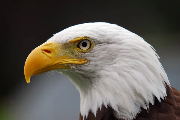 Портрет Величної Американської Лисий Орел Птах Молитви — стокове фото