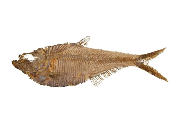 Макроизображение Рыбы Fish Fesel Felistus Fescatus Происходящей Реки Грин Штате — стоковое фото