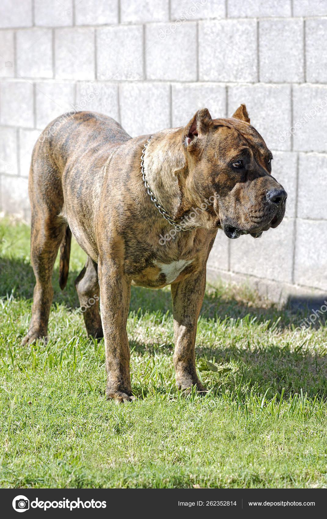 Bull Terrier Mollosso Presa Mayo Breed For Sale Presa Mayo Dog For