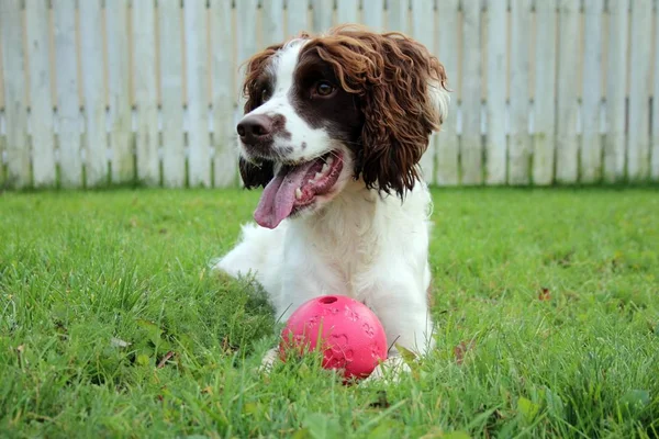 close up of cute Dog with ball