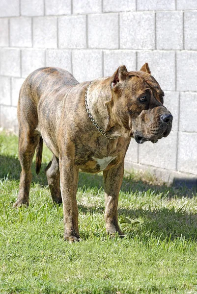 Svislá Celodélka Portrétu Psa Perro Presa Canario Stojícího Venku Trávě — Stock fotografie