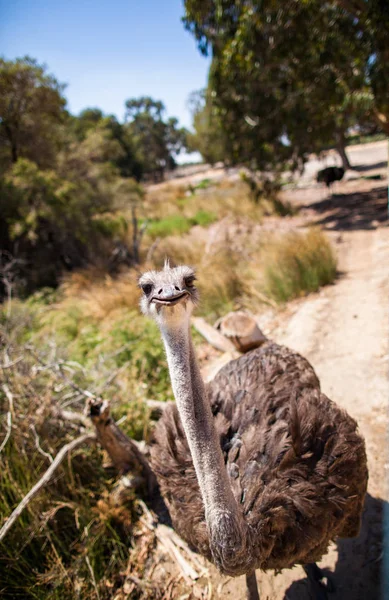 Άγρια Στρουθοκαμήλου Κοιτάζει Επίμονα Στην Κάμερα Περίεργο Χειρονομία — Φωτογραφία Αρχείου