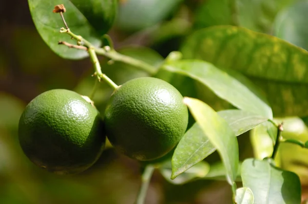 Lime tree with lime fruits