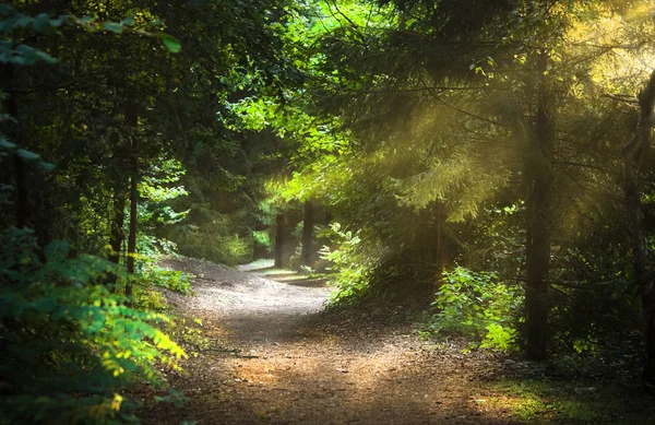 Solstrålar Genom Träden Tidigt Morgonen Skogen — Stockfoto