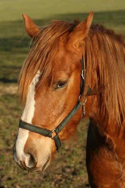 Portrait Horse — Stock Photo, Image