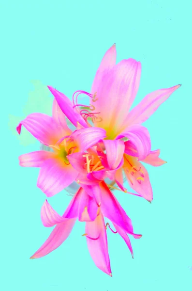 Κοντινό Πλάνο Ανθίζοντας Ροζ Λουλούδι — Φωτογραφία Αρχείου