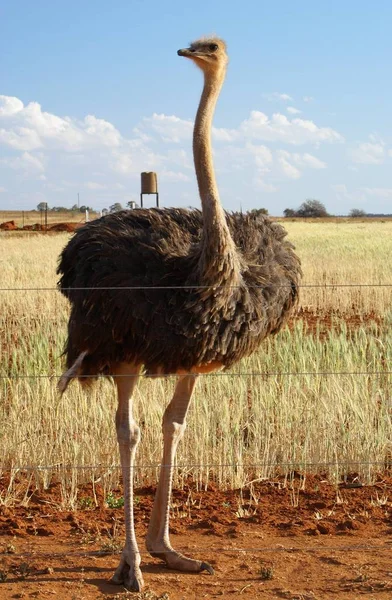 Uma Avestruz Africana Atrás Uma Cerca Numa Quinta África Sul — Fotografia de Stock