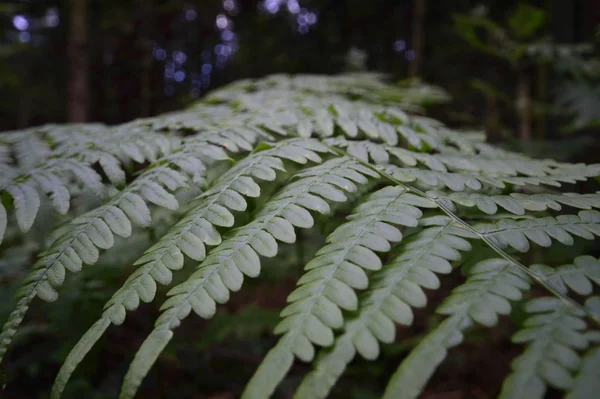 Plantas Fondo Natural Series Naturaleza — Foto de Stock