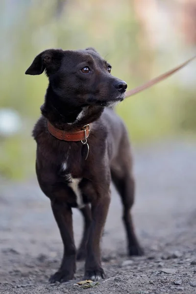 강아지 개입니다 강아지 산책입니다 — 스톡 사진