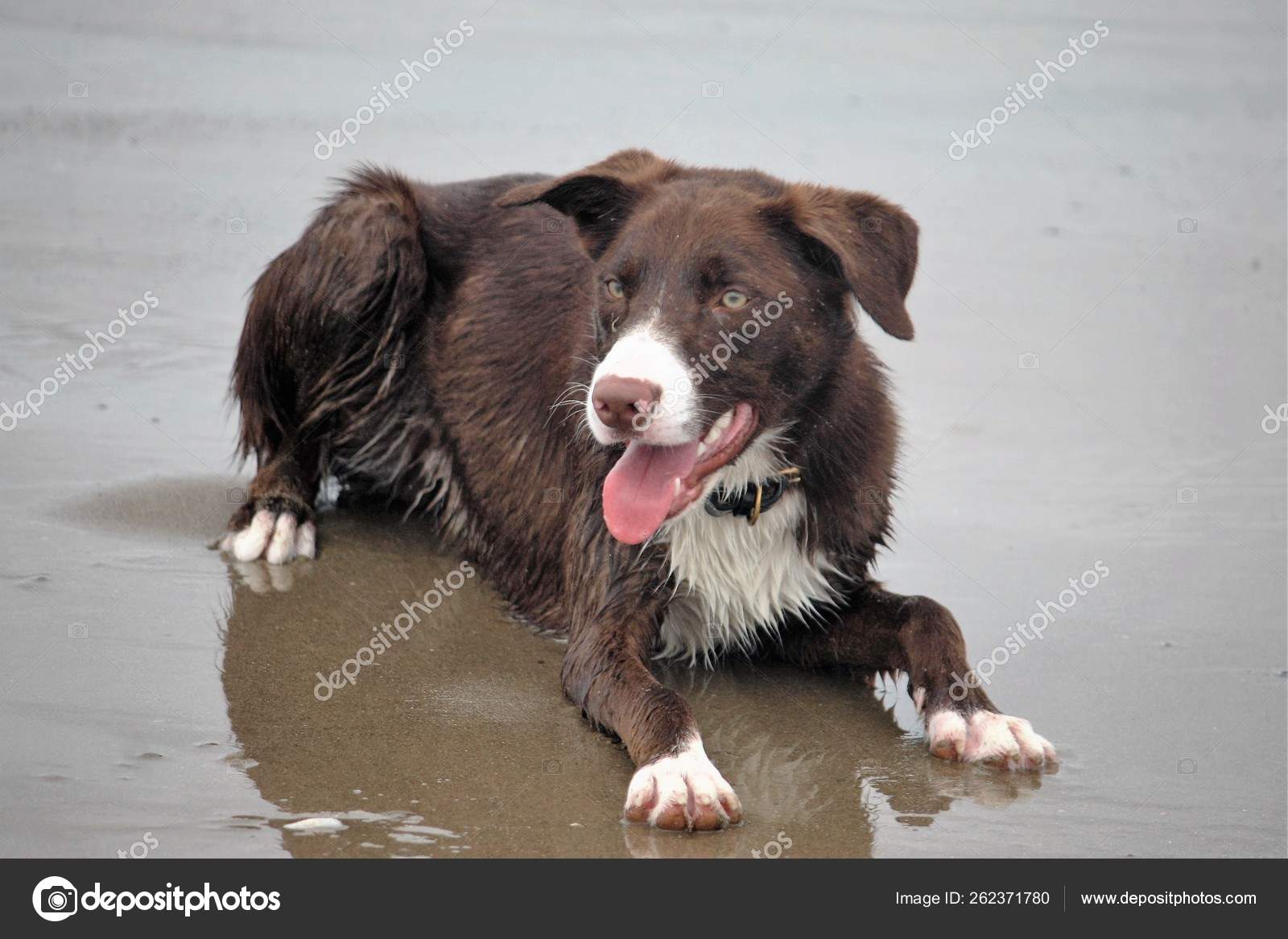 red and white border collie
