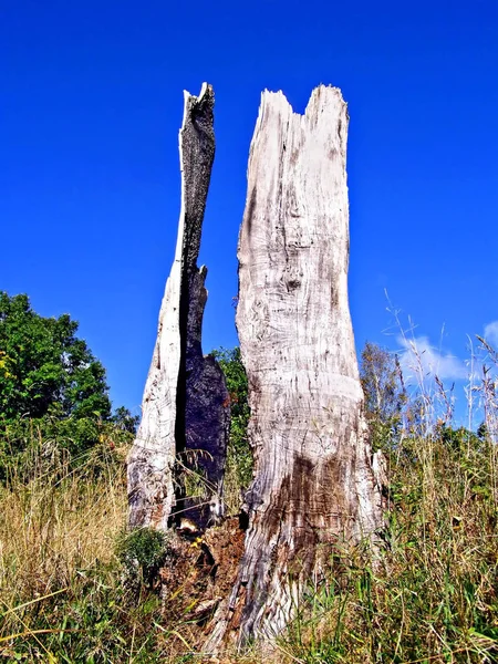 Ceppo Quercia Bruciata — Foto Stock