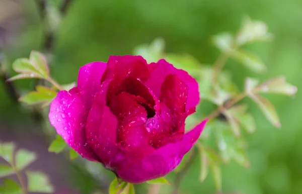 Flor Peônia Rosa Com Gotas Orvalho — Fotografia de Stock