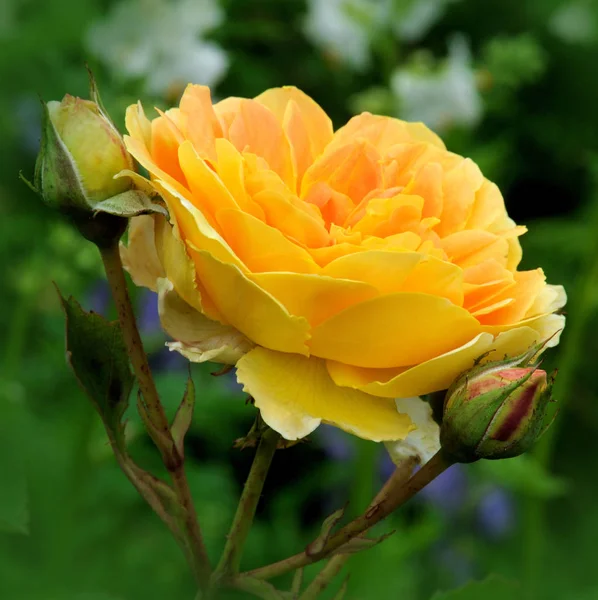 Una Preciosa Rosa Amarilla — Foto de Stock