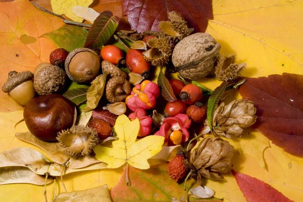 Herfst Stilleven Kleurrijke Bladeren Andere Herfst Spullen — Stockfoto