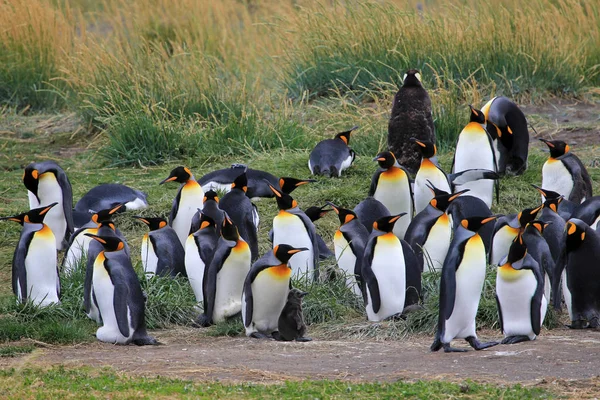 Kungspingviner Som Lever Vilt Parque Pinguino Rey Tierra Del Fuego — Stockfoto