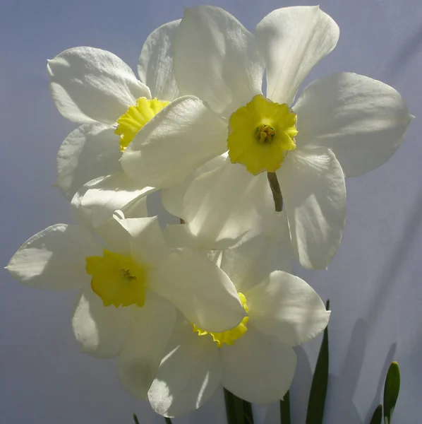 Цветы Фоне Неба Нарциссы — стоковое фото