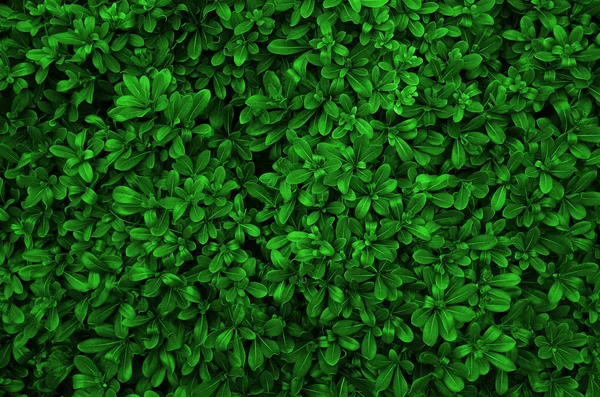 Green Leaves Background Real Photo Big Size — Stock Photo, Image