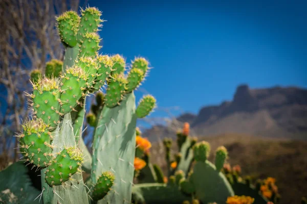 Stor Kaktus Med Bergen Gran Canaria Bakgrunden Spanien — Stockfoto