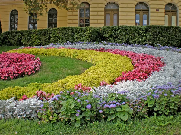 Variation Färgglada Blommande Blommor Trädgård Hösten — Stockfoto