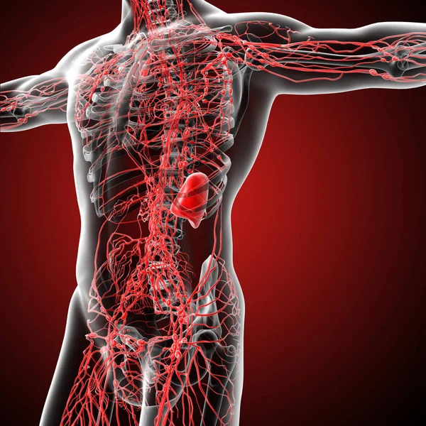 Render Medical Illustration Lymphatic System Side View — Stock Photo, Image