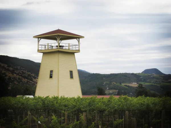 Vignoble Dans Vallée Napa — Photo