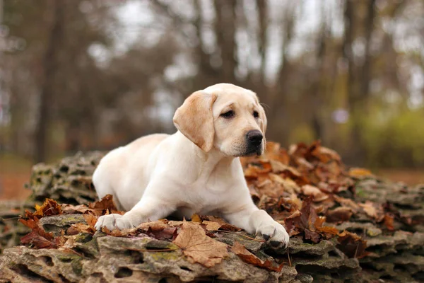 Cachorro Labrador Amarelo Grande Pedra Parque Outono — Fotografia de Stock