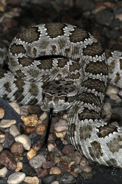 Cobra Venenosa Deserto Terrário — Fotografia de Stock