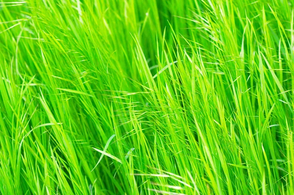 明亮的绿草背景 — 图库照片