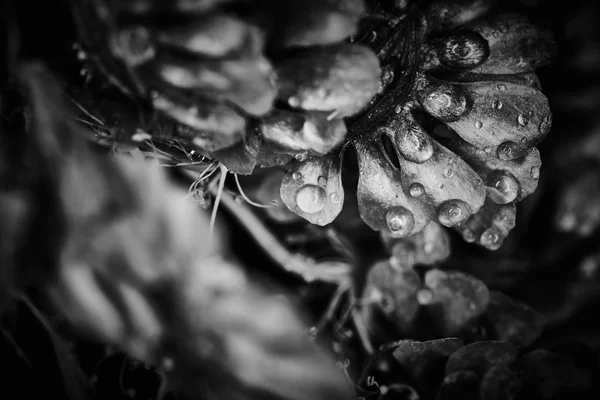 Planta Seca Dramática Macro Close Vista Com Gotas Chuva — Fotografia de Stock